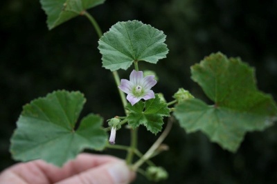 Common Mallow plant with small pink flower