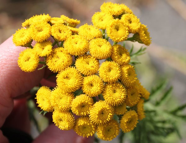 Common Tansy grouping of yellow button-shaped flowers