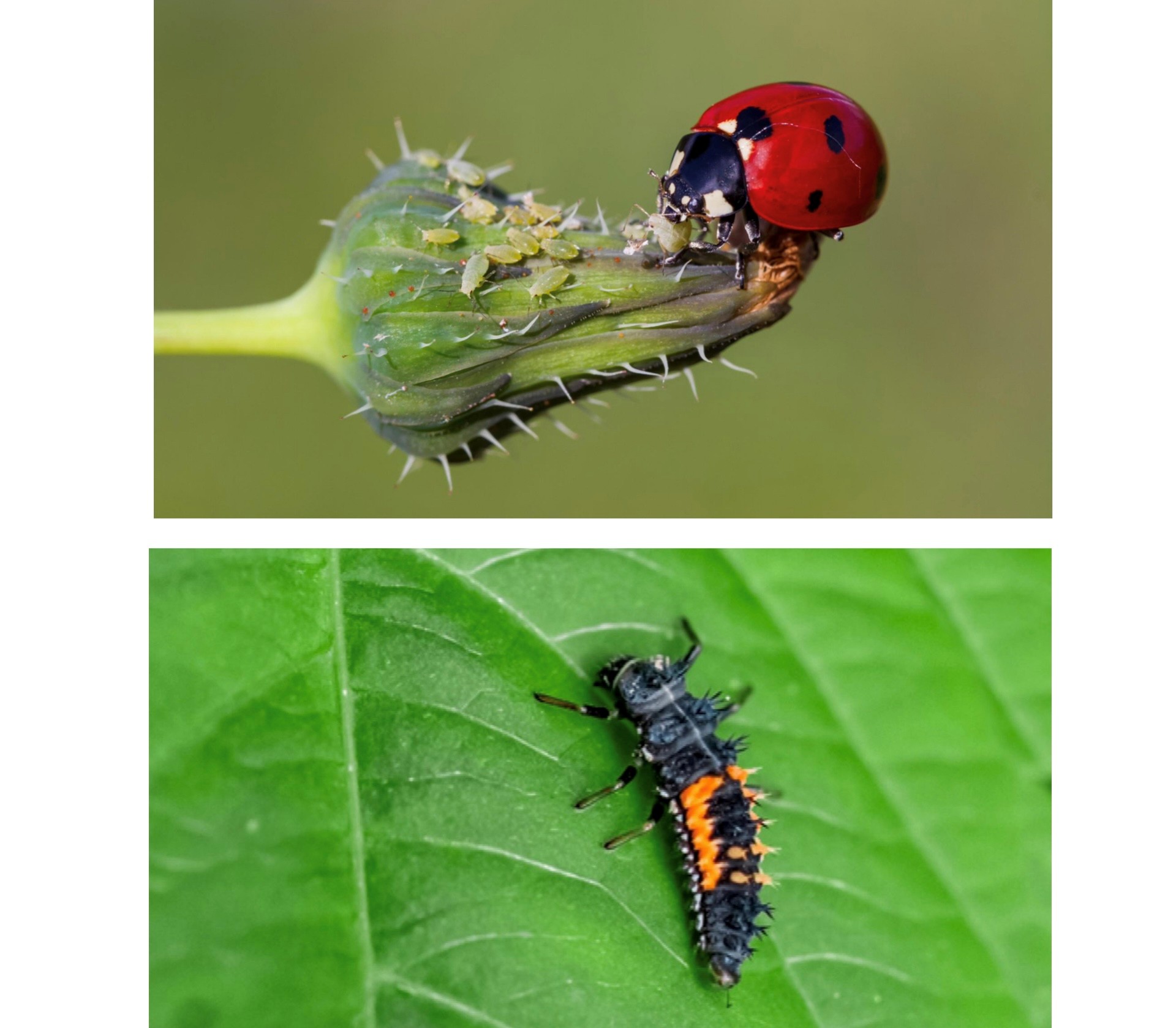 Photo collage of a ladybug adult and a ladybug larva