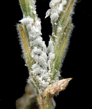 Mealybugs grouped on a branch of a plant