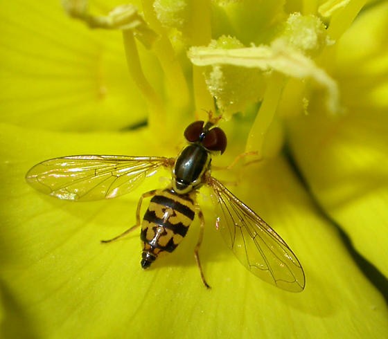 Predacious Hoverfly on a yellow flower
