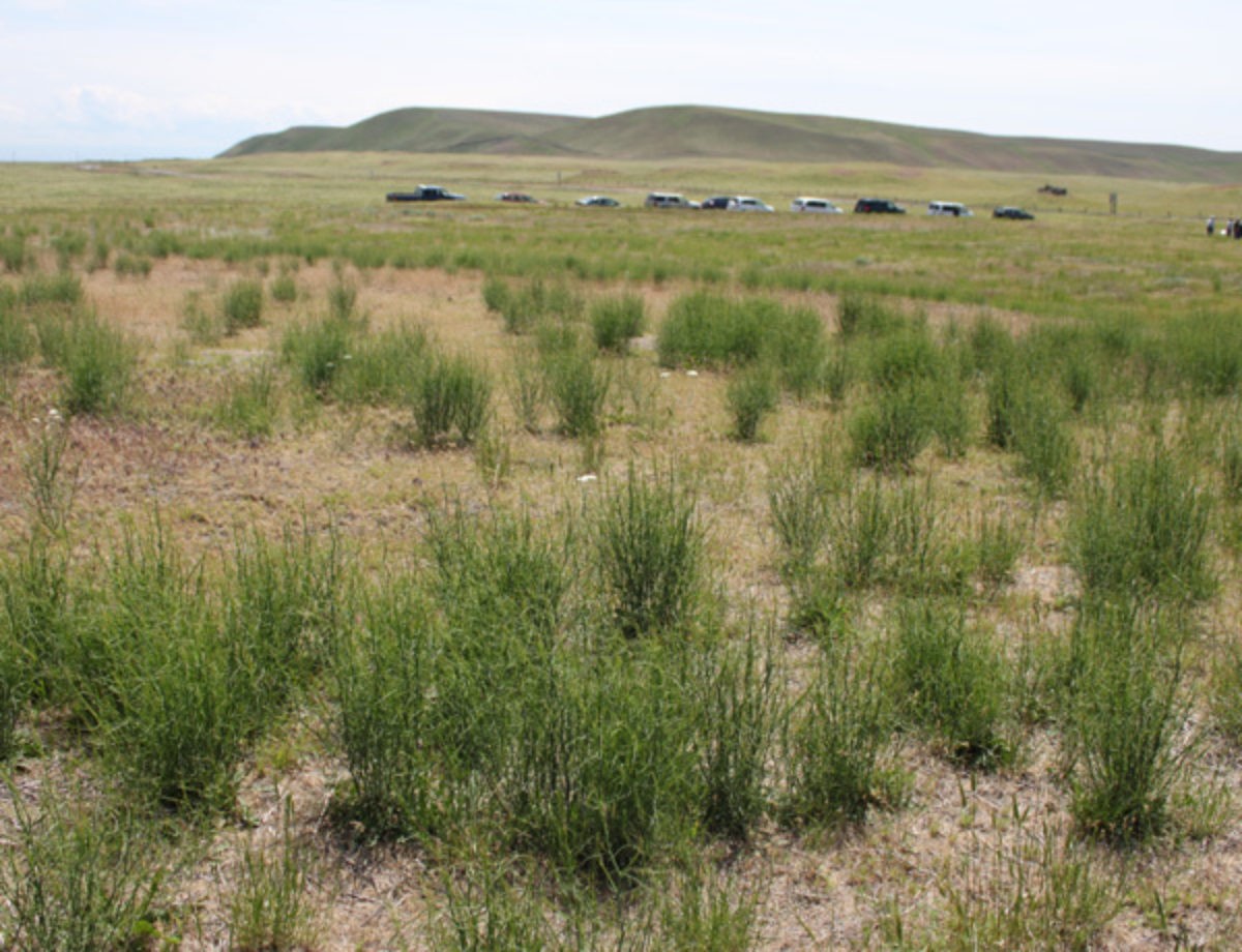 Rush Skeletonweed plants in a dry field