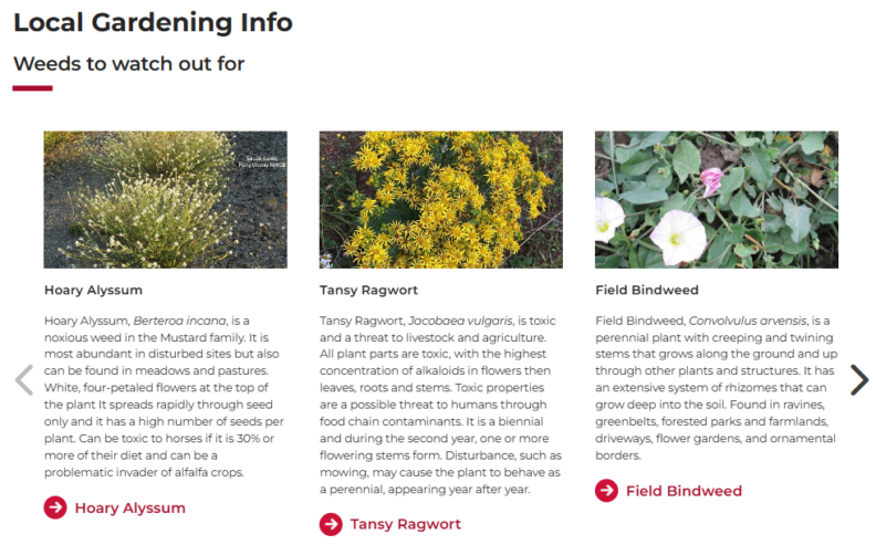 Screenshot of the new local weeds and insects gallery on the Master Gardeners Answer Clinic page.  Image shows 3 cards as a sample, each has the picture of a weed, name of the weed, and information about the weed, with a link to more comprehensive information.