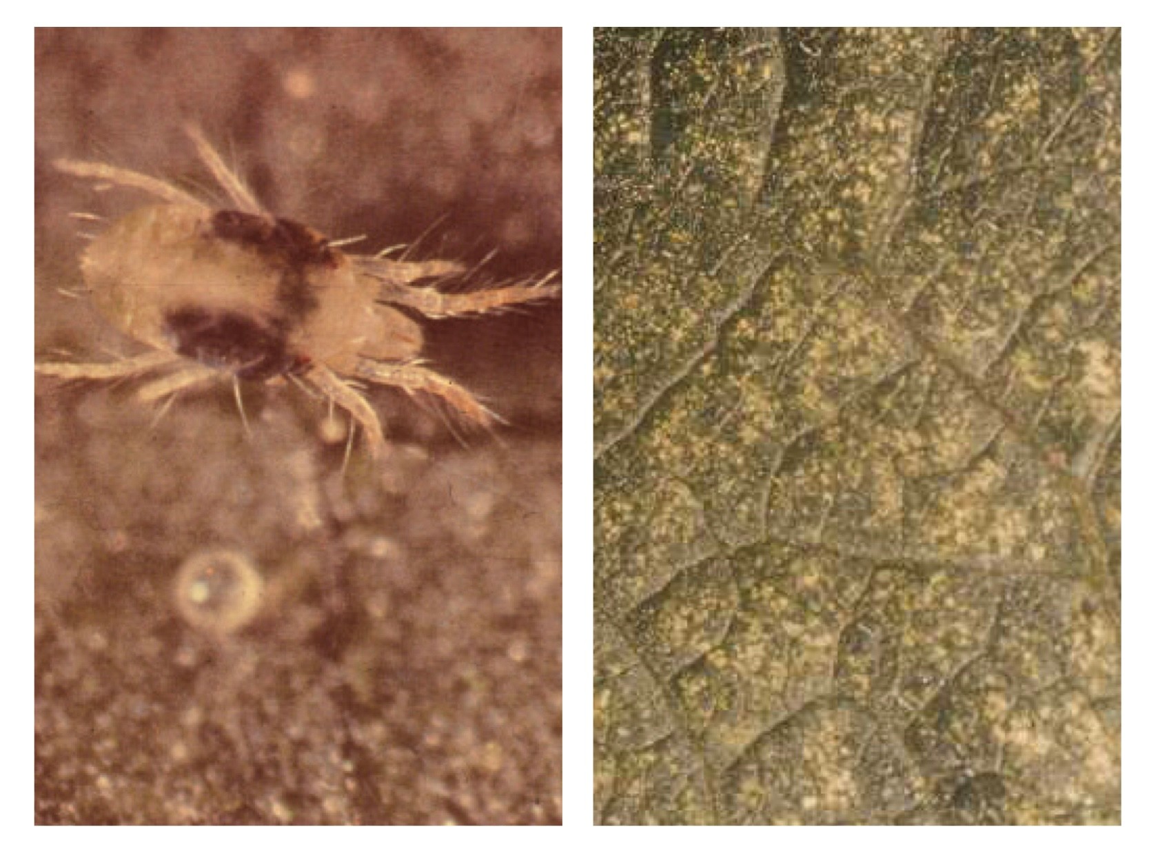 Photo collage of a closeup of a spider mite and the leaf stippling damage caused by spider mites