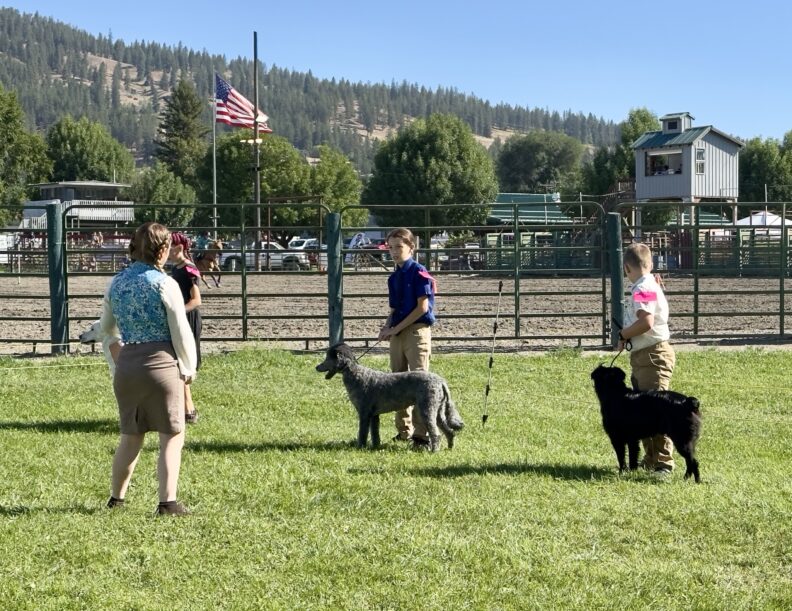 4-H Youth Showing their dogs at the Fair