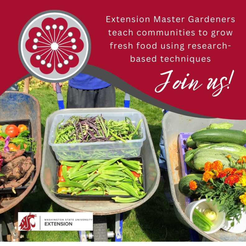 Extension Master Gardeners teach communities to grow fresh food using research-based techniques.  Join us!  Picture of 3 wheelbarrows filled with harvested vegetables.