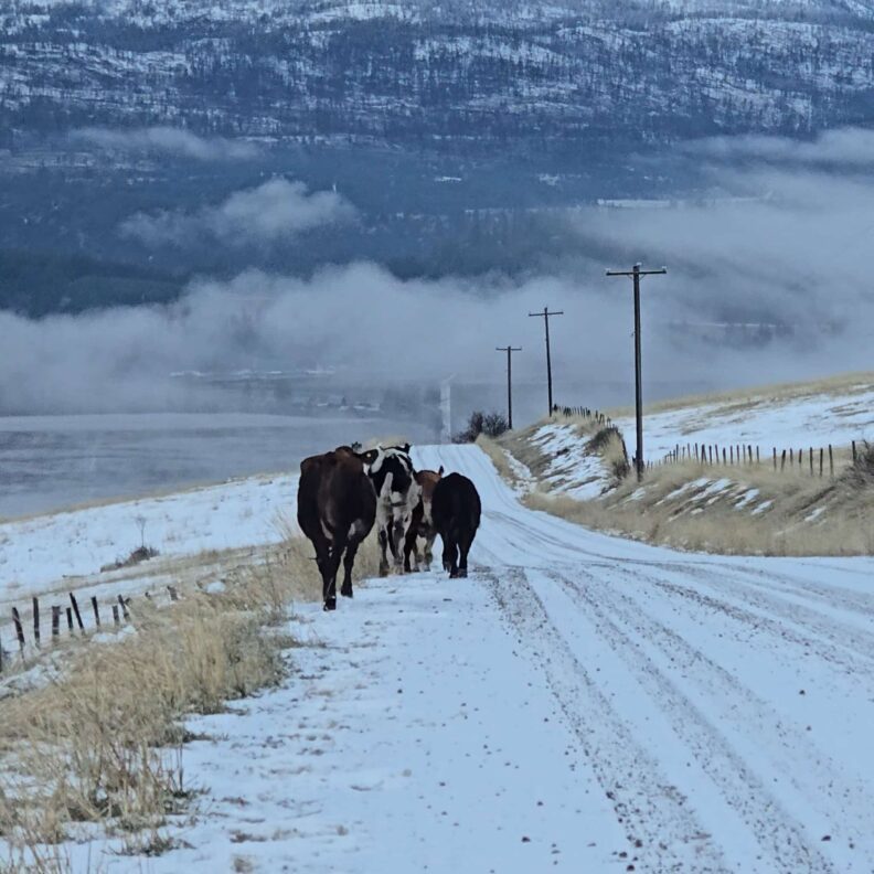 Cows walking along a snowy road in front of a snowy hillside