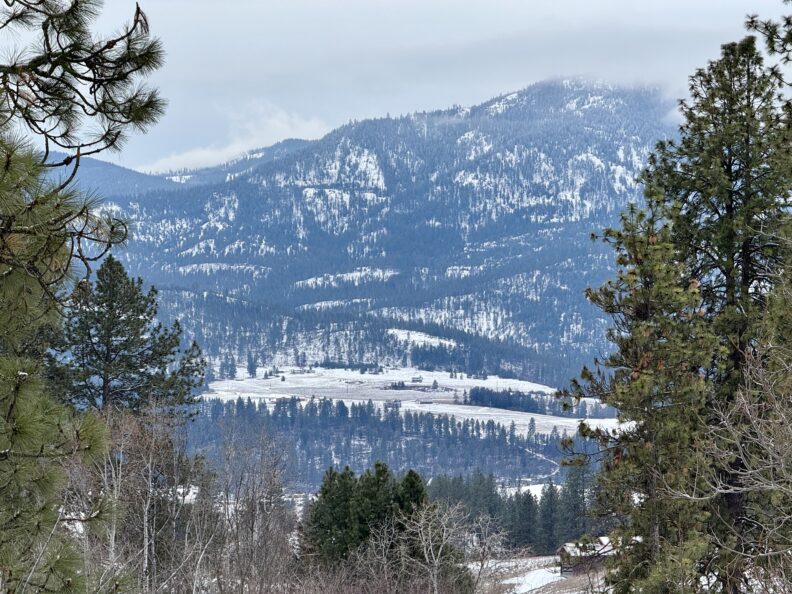 Snowy valley in front of Mingo Mountain framed by evergreen trees
