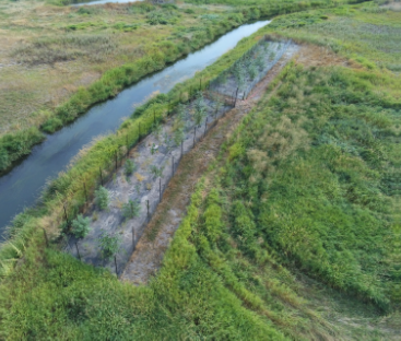 Aerial photo of land near a river with a couple rows of planted trees
