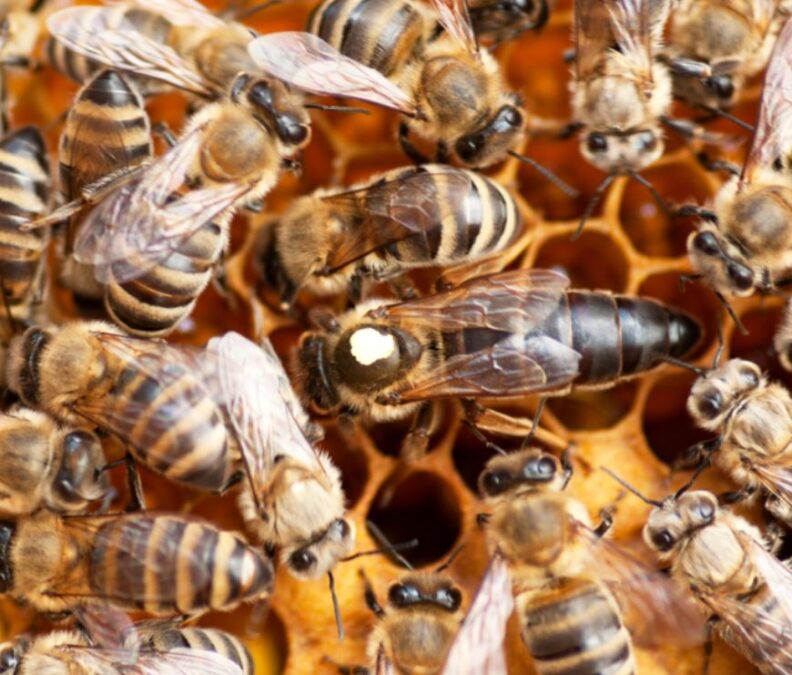 Russian Honey Bees in a beehive with the queen bee (marked) in the center