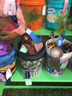 Big Tree Contest - 3 Winning Buckets with ribbons on them
