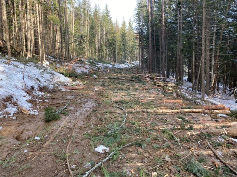Picture of a logged and cleared road through a forest on a snowy hillside.