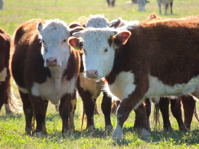 Picture of brown and white cows in a field