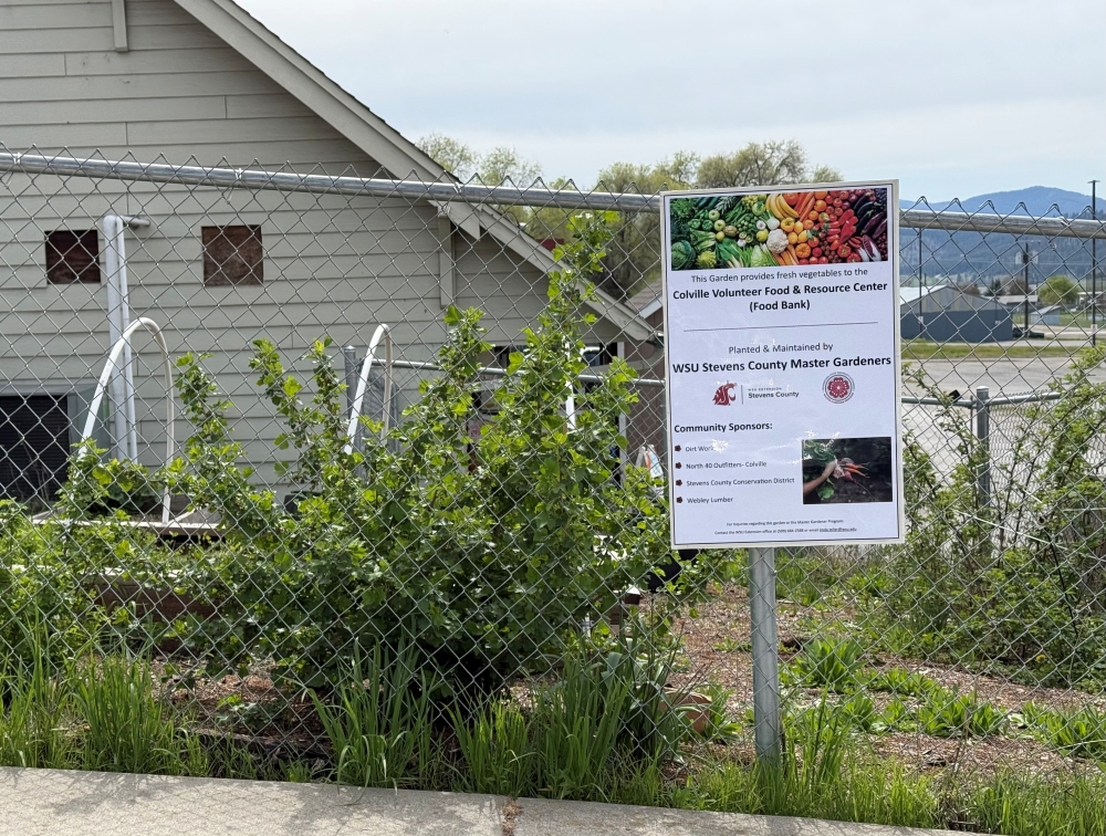As revitalization of the Colville Food Bank Garden progresses, a new, more permanent sign created by Master Gardeners Sue and Dana is installed on the fence.