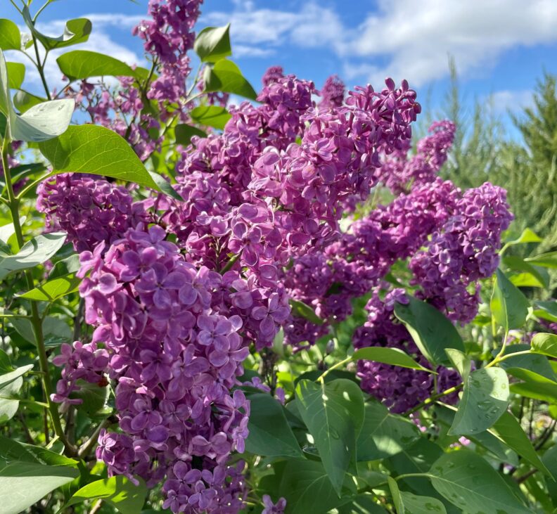 Purple Lilac Blooms with blue sky in the background