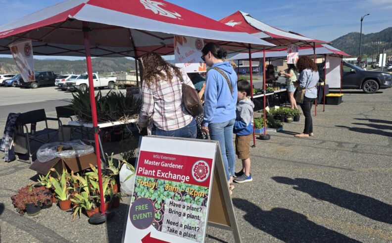 Master Gardener Plant Exchange with customers browsing tables full of plants under a row of canopies in the parking lot