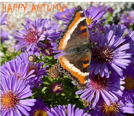 Happy Autumn!  Picture of brown and orange moth on purple aster flowers
