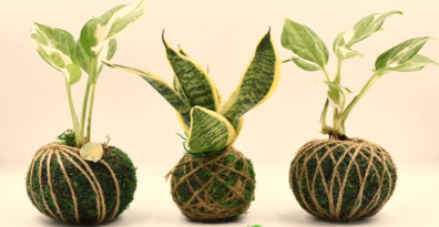 Picture of 3 Kokedama Moss Ball planters. These are balls of dirt with moss wrapped around them and wrapped in twine to hold the moss in place. A plant is growing out of the top of the moss ball.