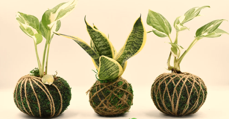 Picture of 3 Kokedama Moss Ball planters.  These are balls of dirt with moss wrapped around them and wrapped in twine to hold the moss in place.  A plant is growing out of the top of the moss ball.
