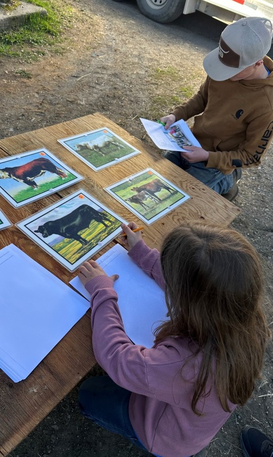 Overhead view of 4-H kids looking at pictures of livestock animals on table outdoors