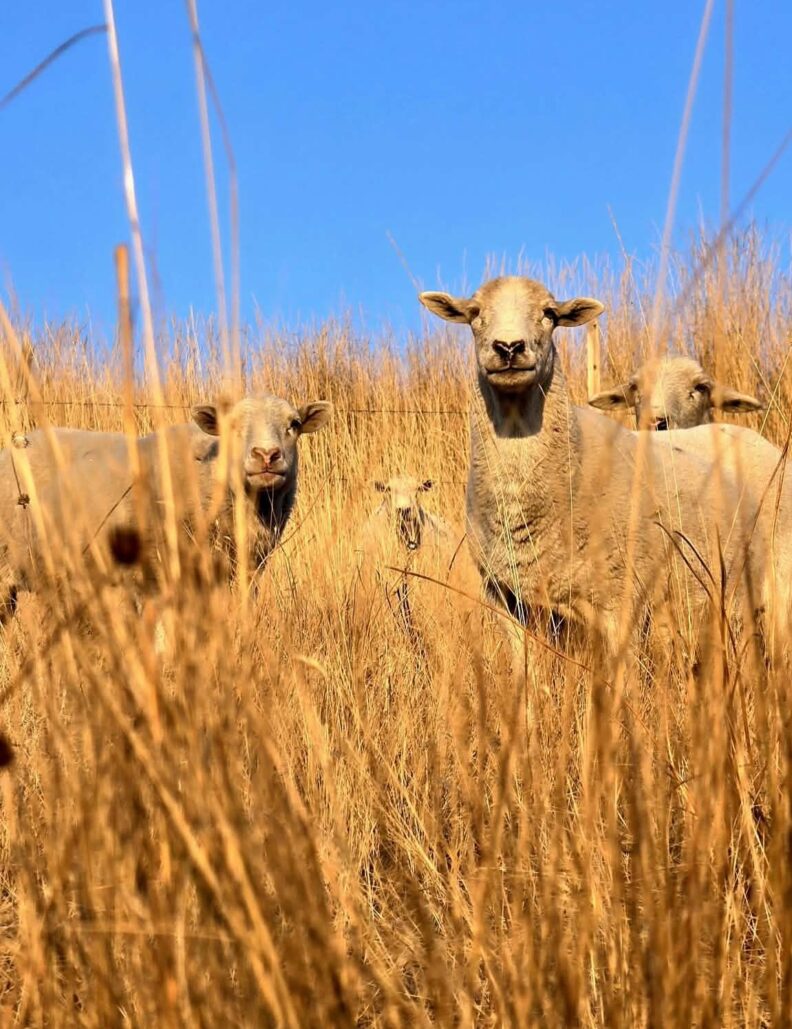 Sheep standing in a field of tall brown grass