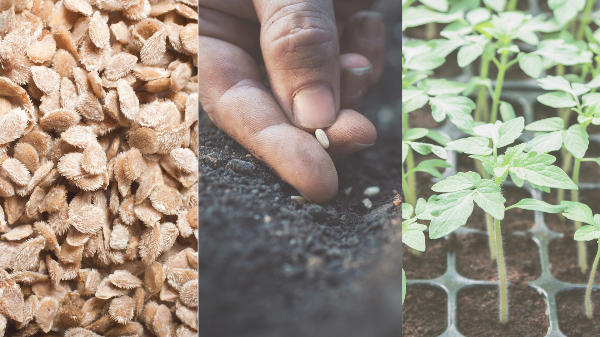 Three photos: one a close up of tomato seeds, then a hand planting seeds in soil, then a close up of tomato seedlings