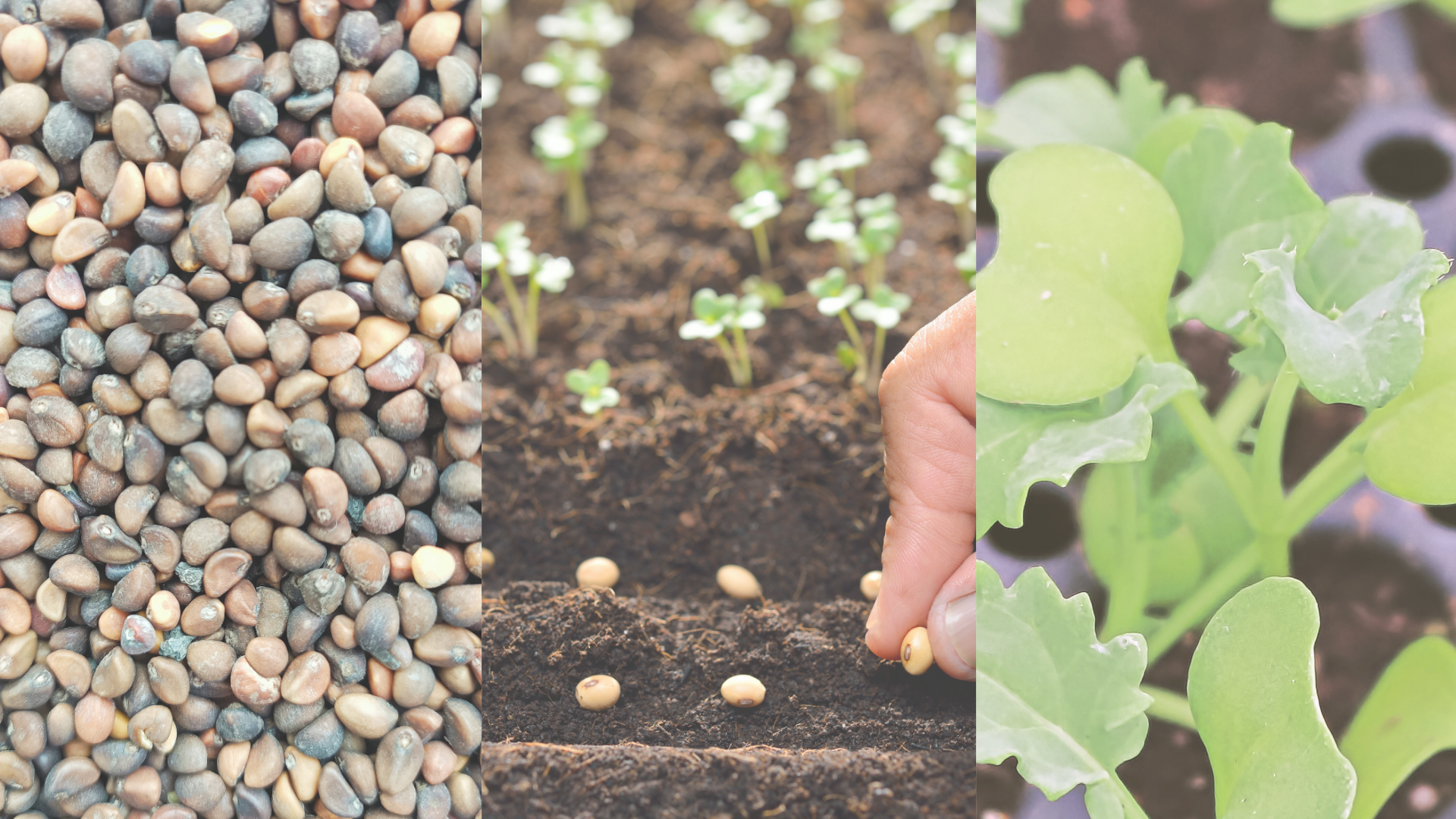 Three photos: a close up of kale seeds, a hand planting seeds, and kale seedlings