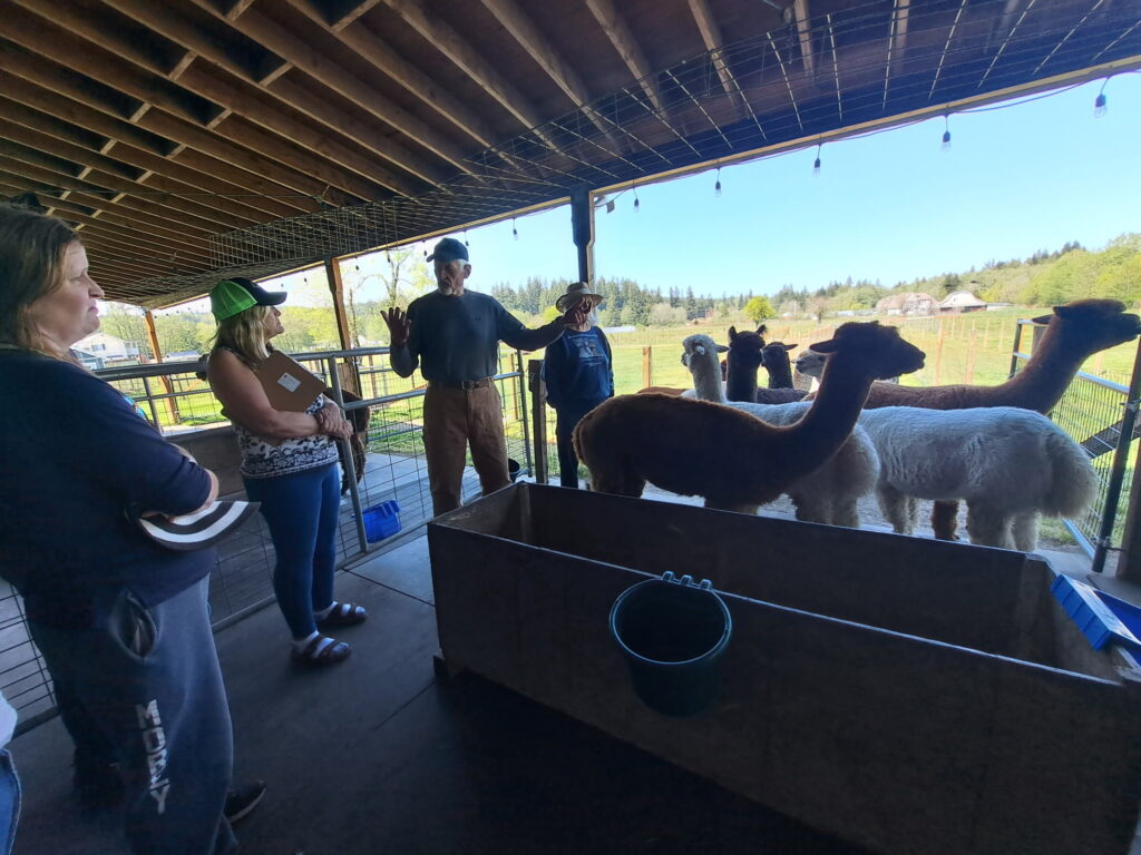 The class participants listen to the farm owner talk, alpacas gather next to them