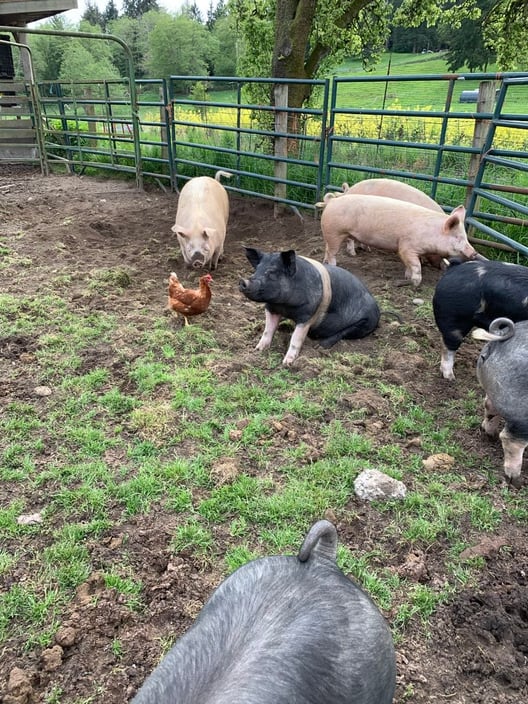 Pigs mill about their paddock, grazing and eating scraps