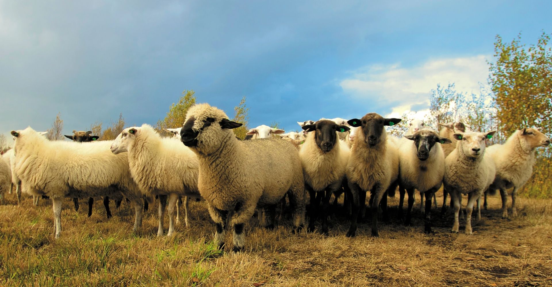 Sheep in herd
