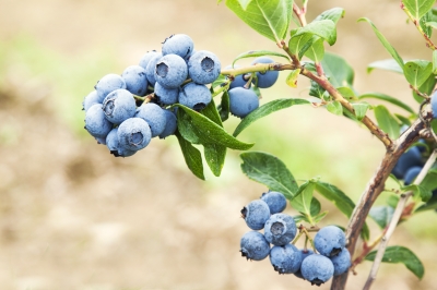 blueberry bush loaded with ripe berries