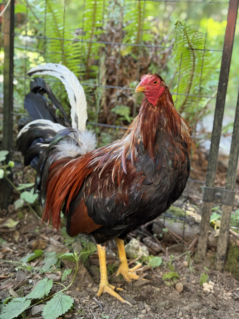 A closeup of a rooster with red, white and black tail feathers. 