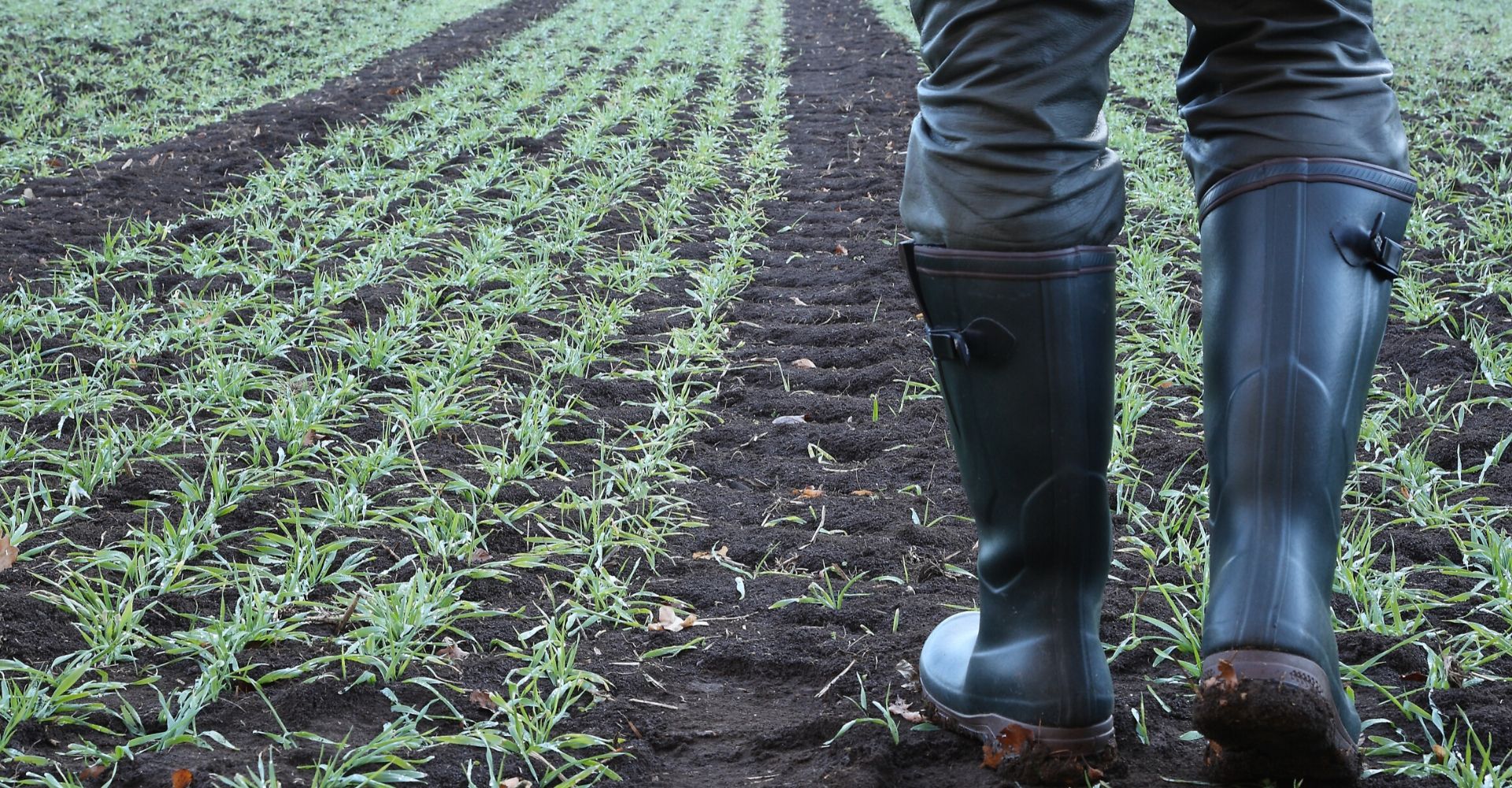 Farmer in field of crops