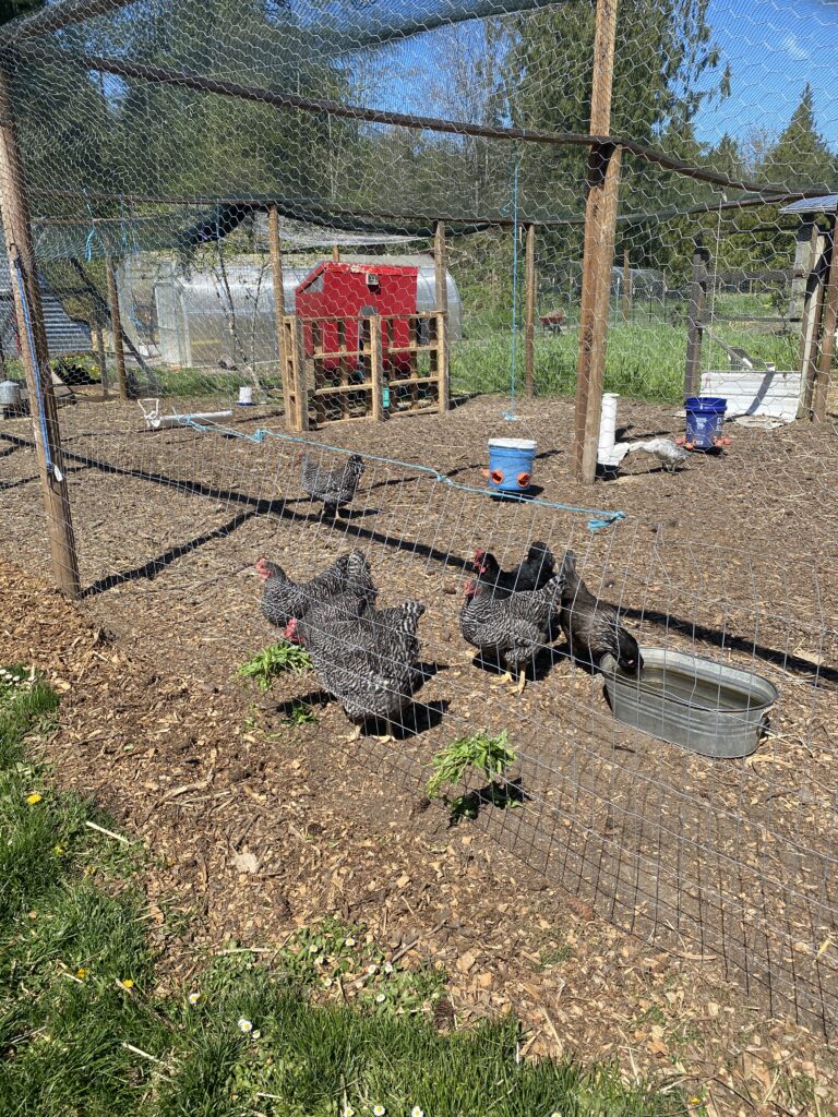 Chickens peck around their coop, which is covered with bird netting on all sides and has clean bedding of wood chips