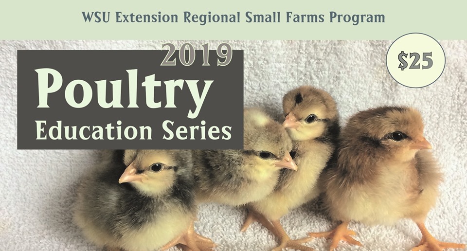 Small Chicks in group