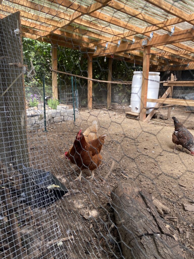 A permanent coop with a roof built of pressure-treated wood and greenhouse roofing that allows sunlight to come in 
