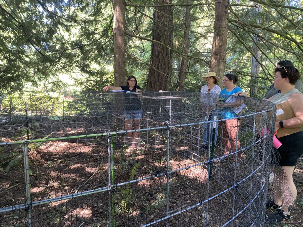 A more mobile coop built of cattle panels, hardware cloth for predator control and affixed to each other with t-posts 