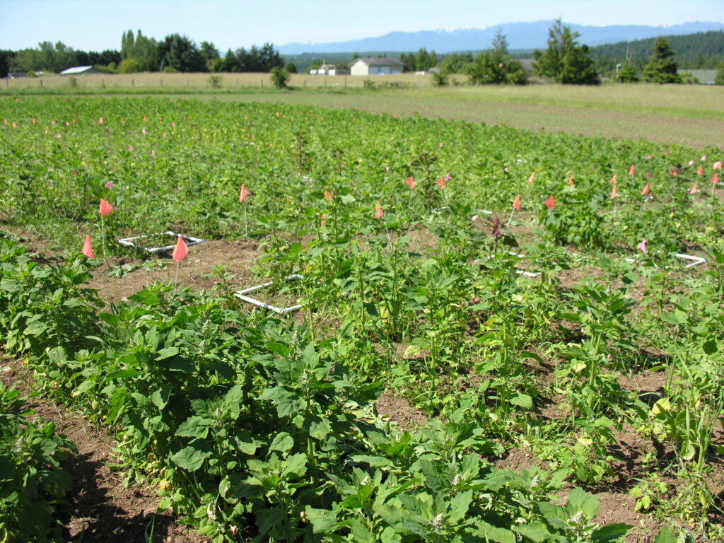 Large field of planted vegetables.