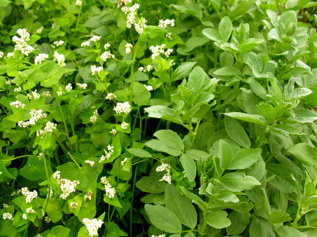 image of mixture of green cover crop plants close up