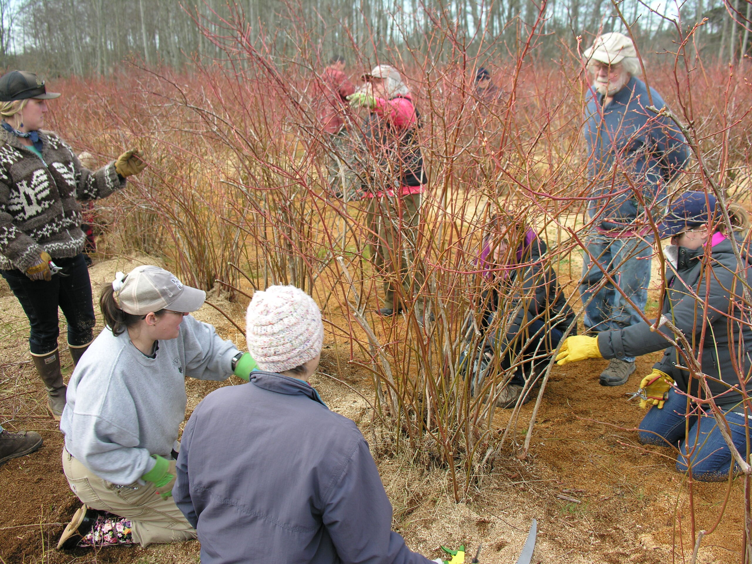 Farmers inspecting large grass in field.