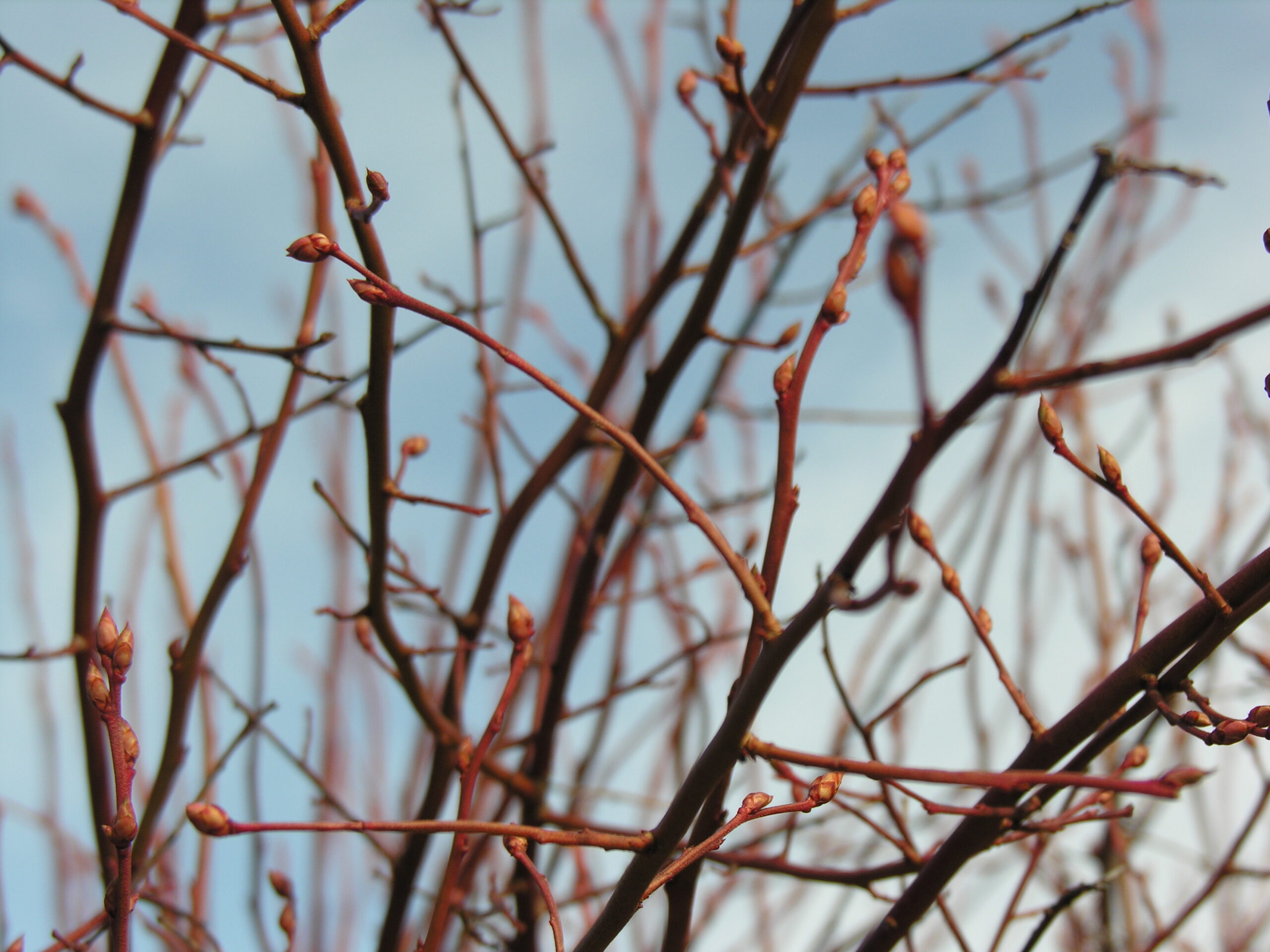 photo of blueberry bushes with buds in front of a blue sky