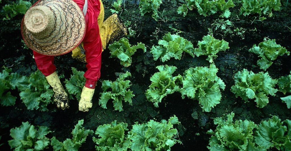 Picture of farmer harvesting lettuce in a field of crops