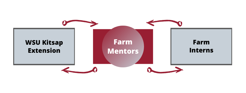Diagram showing relationship of extension, farm mentors and interns