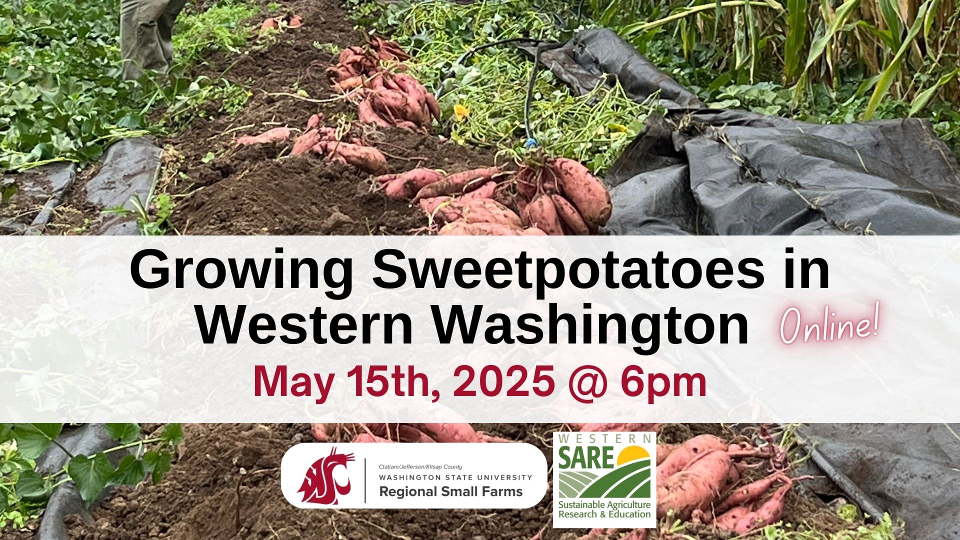 Sweetpotato online class 2025 event cover