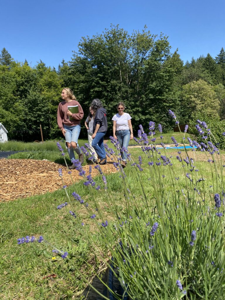 Class participants walk a path made of woodchips, past a field of culinary lavender in bloom