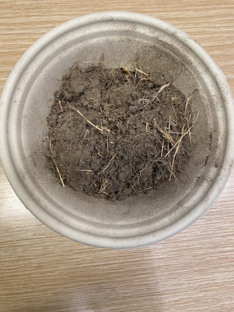 A bowl of light colored, almost grey soil with chunky, compacted texture