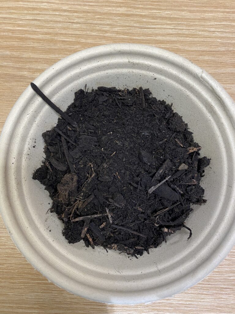 Very dark brown, almost black and woody compost