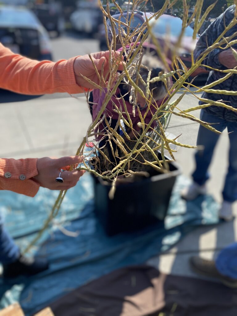 A person in an orange shirt holds a stalk of broccoli pods that are greem and insufficiently dry for seed saving