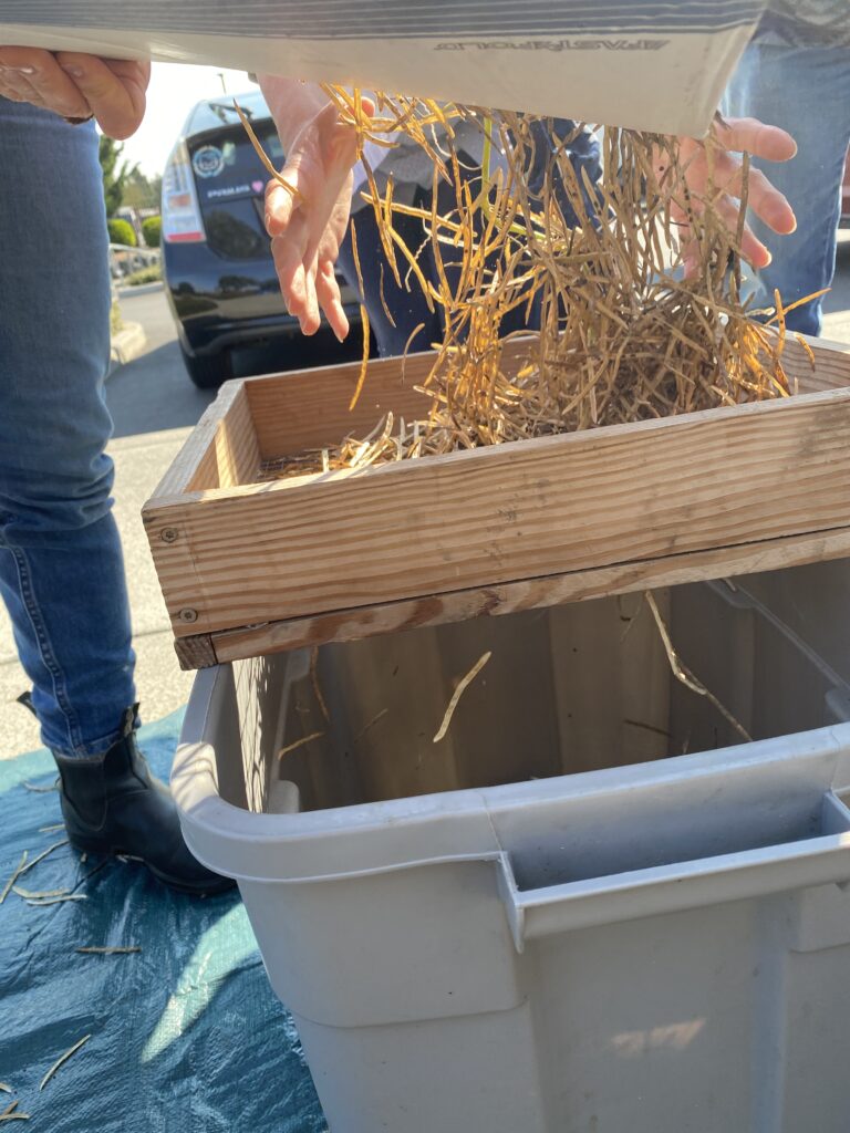 A screen holding broccoli pods sits over a gray tub, allowing the seeds to filter into tub and the pods to stay on the screen
