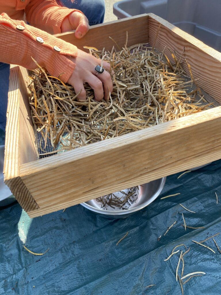 A person's hand is in the screen, showing how to scrunch and crush the pods so they release the seeds that then fall through the screen into a bowl below. 
